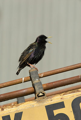 BUITEN BEELD Foto: 90157