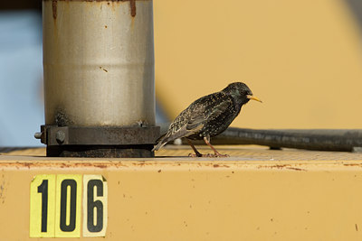 BUITEN BEELD Foto: 90163