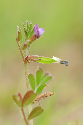BUITEN BEELD Foto: 90229