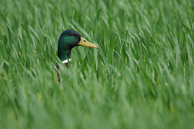 BUITEN BEELD Foto: 90295