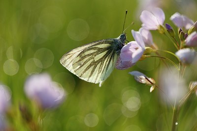 BUITEN BEELD Foto: 90314