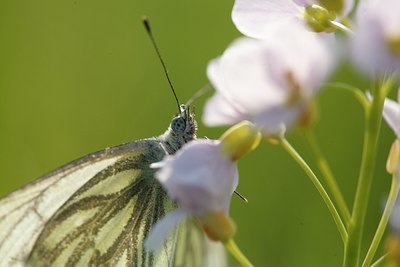 BUITEN BEELD Foto: 90320