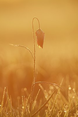 BUITEN BEELD Foto: 90326
