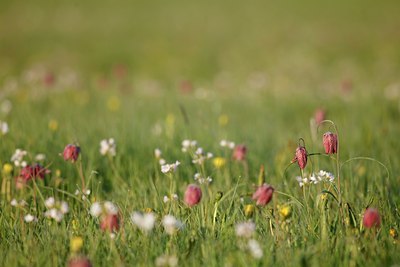 BUITEN BEELD Foto: 90352