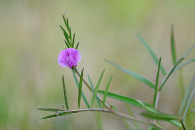 BUITEN BEELD Foto: 90353