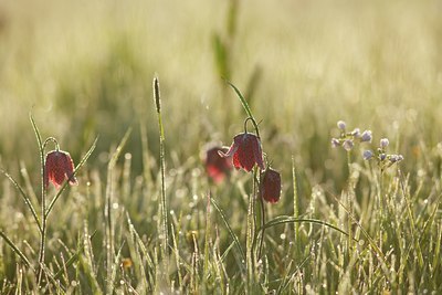 BUITEN BEELD Foto: 90357