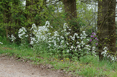BUITEN BEELD Foto: 90362