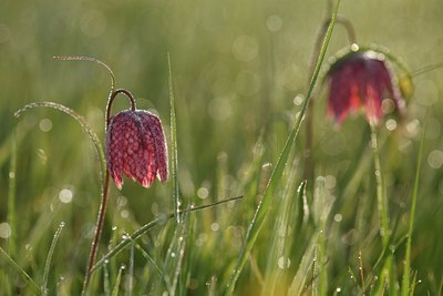 BUITEN BEELD Foto: 90372