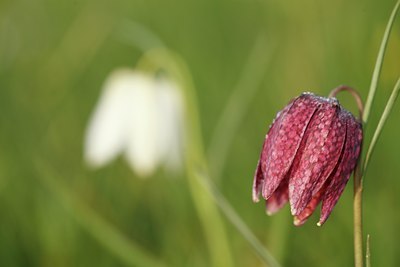 BUITEN BEELD Foto: 90379