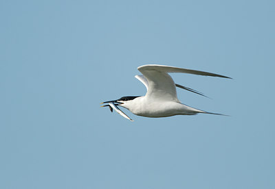 BUITEN BEELD Foto: 90480