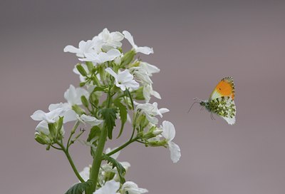 BUITEN BEELD Foto: 90530
