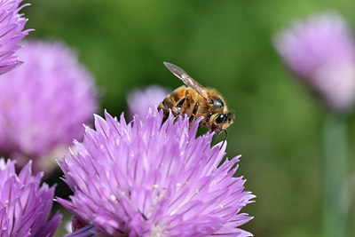 BUITEN BEELD Foto: 90591