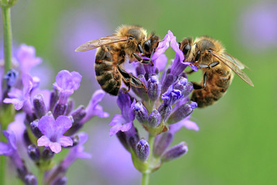 BUITEN BEELD Foto: 90592