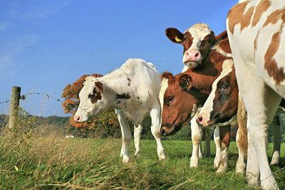 BUITEN BEELD Foto: 90595