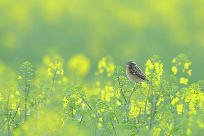 BUITEN BEELD Foto: 90614