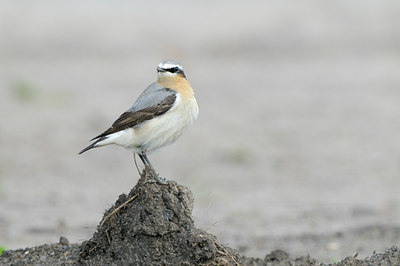 BUITEN BEELD Foto: 90616