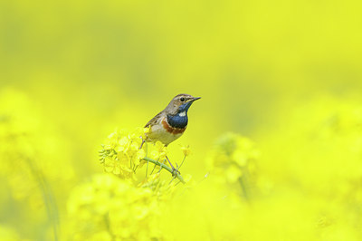 BUITEN BEELD Foto: 90619