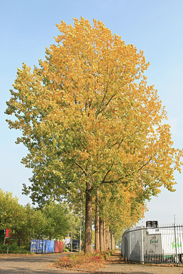 BUITEN BEELD Foto: 90621