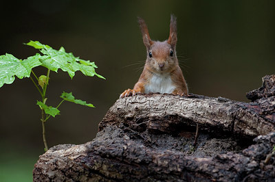 BUITEN BEELD Foto: 90642