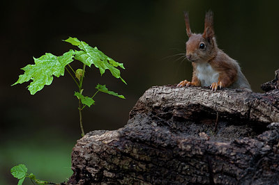 BUITEN BEELD Foto: 90643