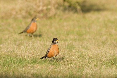 BUITEN BEELD Foto: 90669