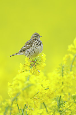 BUITEN BEELD Foto: 90723