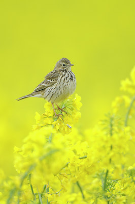 BUITEN BEELD Foto: 90723