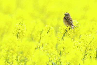 BUITEN BEELD Foto: 90725