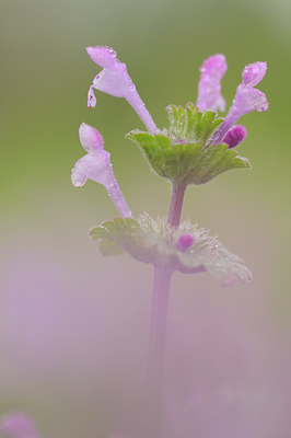 BUITEN BEELD Foto: 90736