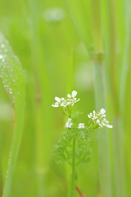 BUITEN BEELD Foto: 90740