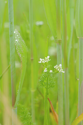 BUITEN BEELD Foto: 90743