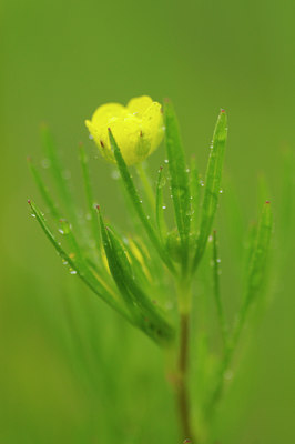 BUITEN BEELD Foto: 90754