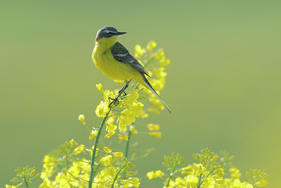 BUITEN BEELD Foto: 90811