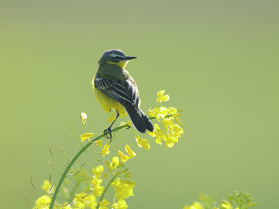 BUITEN BEELD Foto: 90812