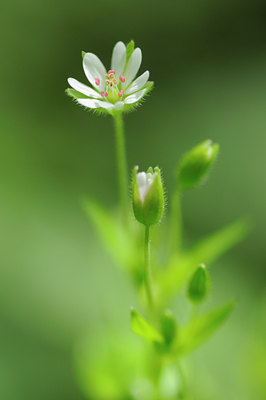 BUITEN BEELD Foto: 90815