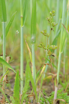 BUITEN BEELD Foto: 90819