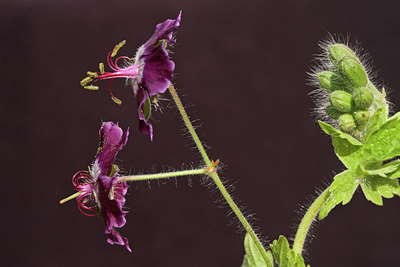 BUITEN BEELD Foto: 90826