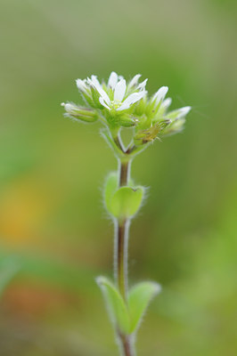 BUITEN BEELD Foto: 90879