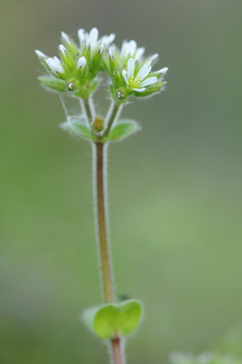 BUITEN BEELD Foto: 90881