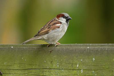BUITEN BEELD Foto: 90957