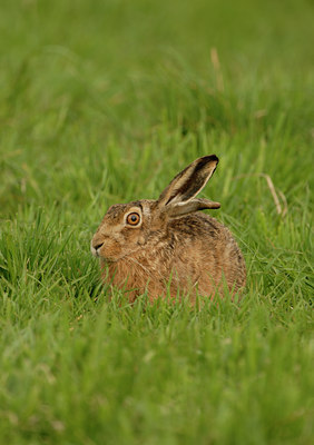 BUITEN BEELD Foto: 90972