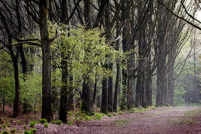 BUITEN BEELD Foto: 91048