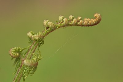 BUITEN BEELD Foto: 91056