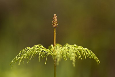 BUITEN BEELD Foto: 91081