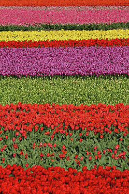BUITEN BEELD Foto: 91088