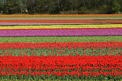 BUITEN BEELD Foto: 91089