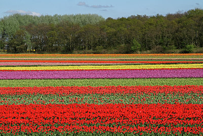 BUITEN BEELD Foto: 91091