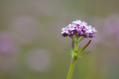 BUITEN BEELD Foto: 91137