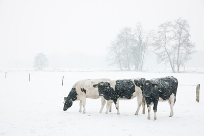 BUITEN BEELD Foto: 91141
