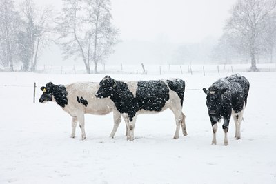 BUITEN BEELD Foto: 91144